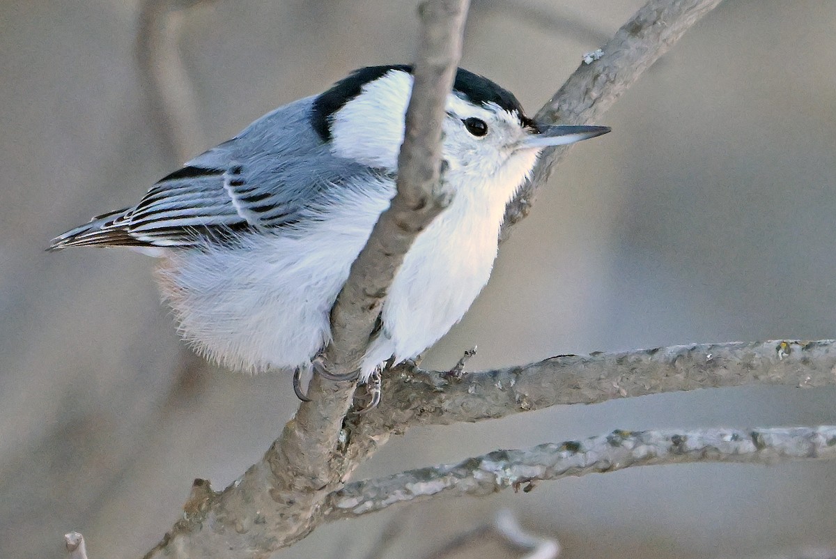 White-breasted Nuthatch - ML649390339