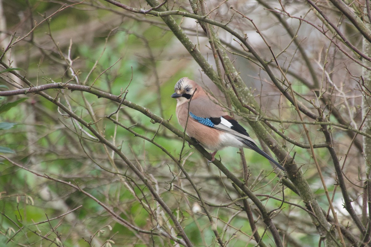 Eurasian Jay - ML649390344