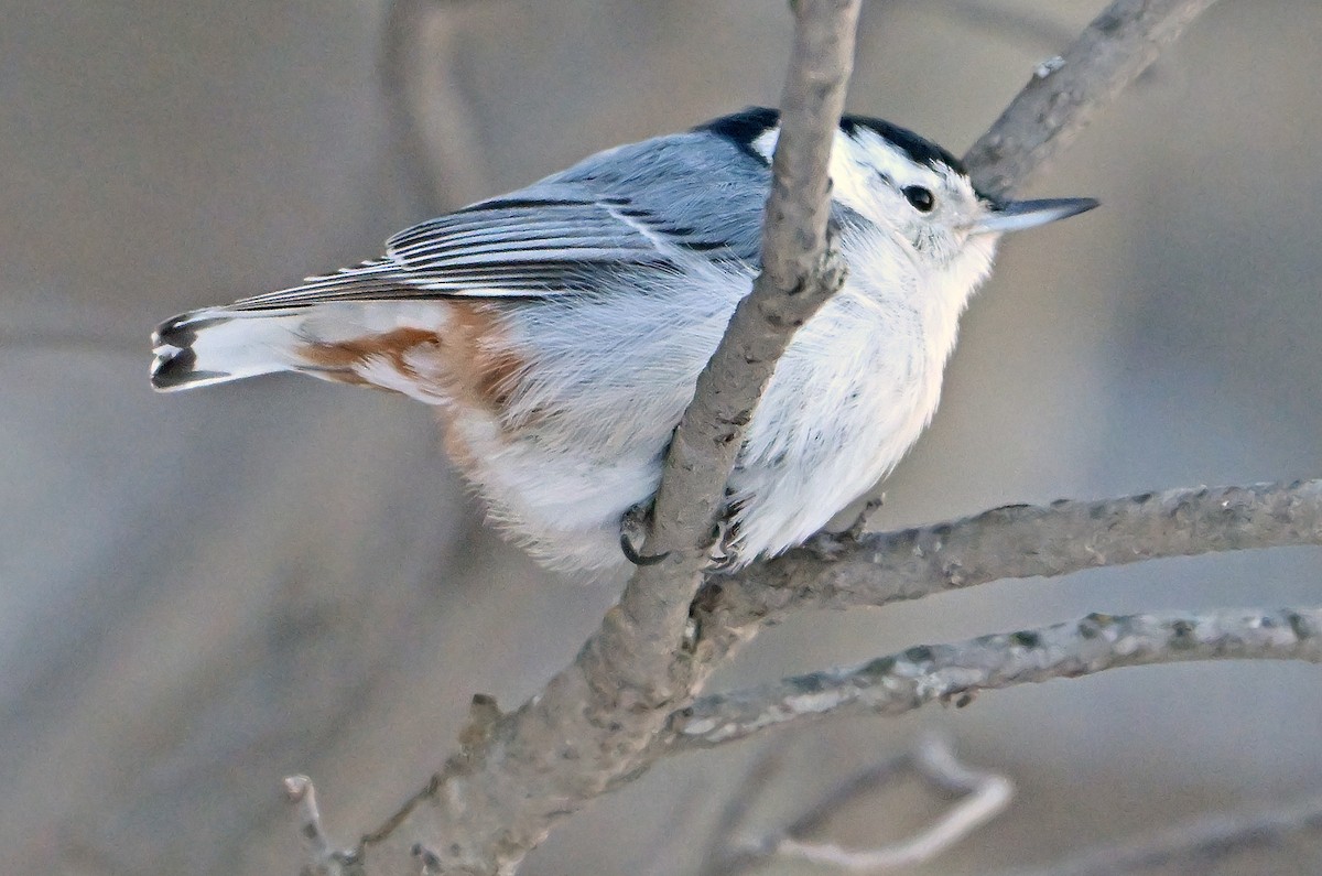 White-breasted Nuthatch - ML649390345