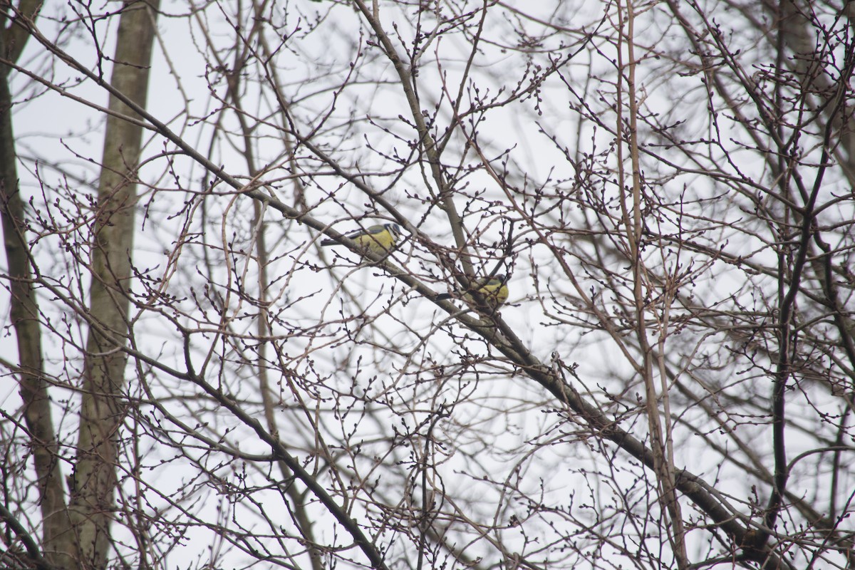 Eurasian Blue Tit - ML649390361