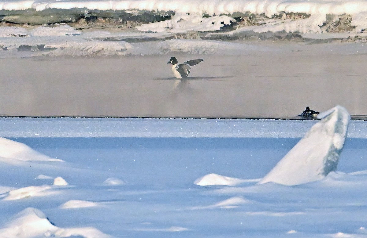 Common Goldeneye - ML649390381