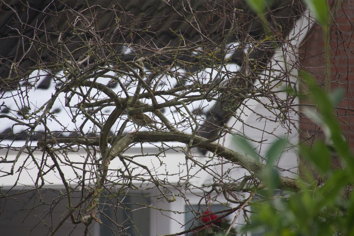 Song Thrush - ML649390382