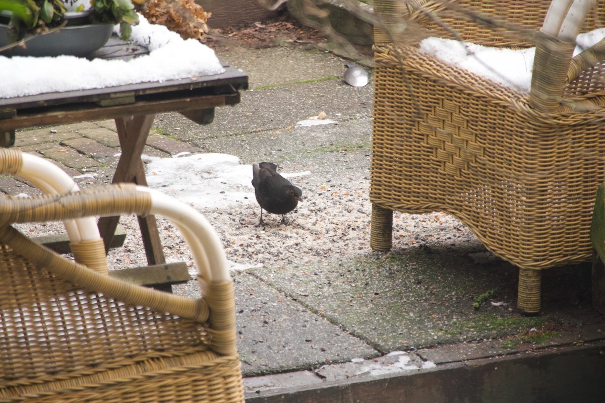 Eurasian Blackbird - ML649390385