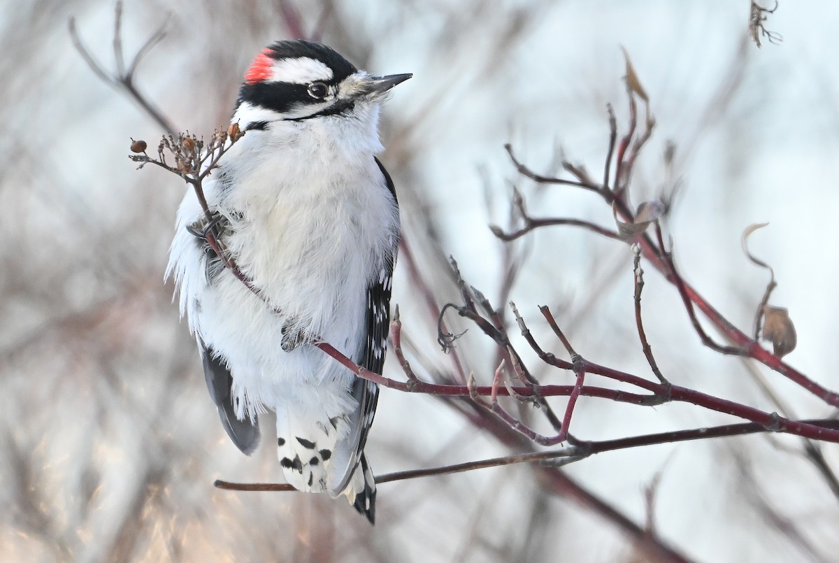 Downy Woodpecker - ML649390396