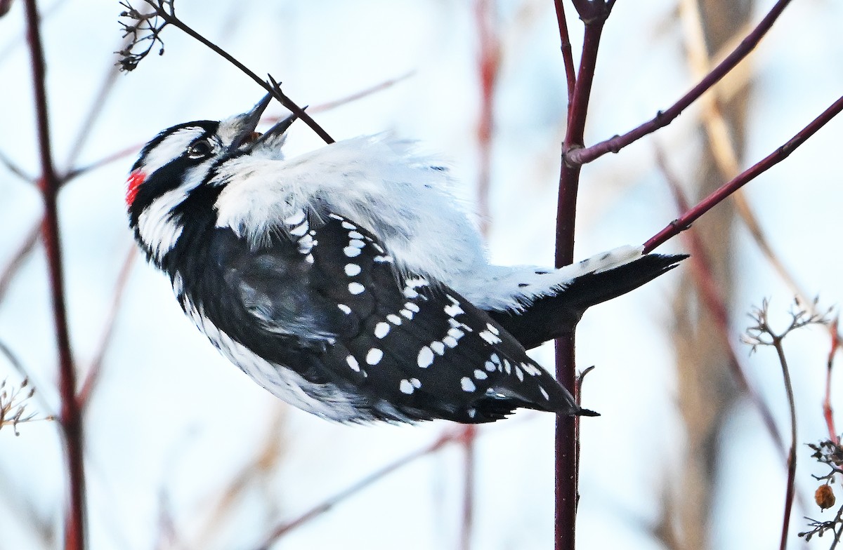 Downy Woodpecker - ML649390399