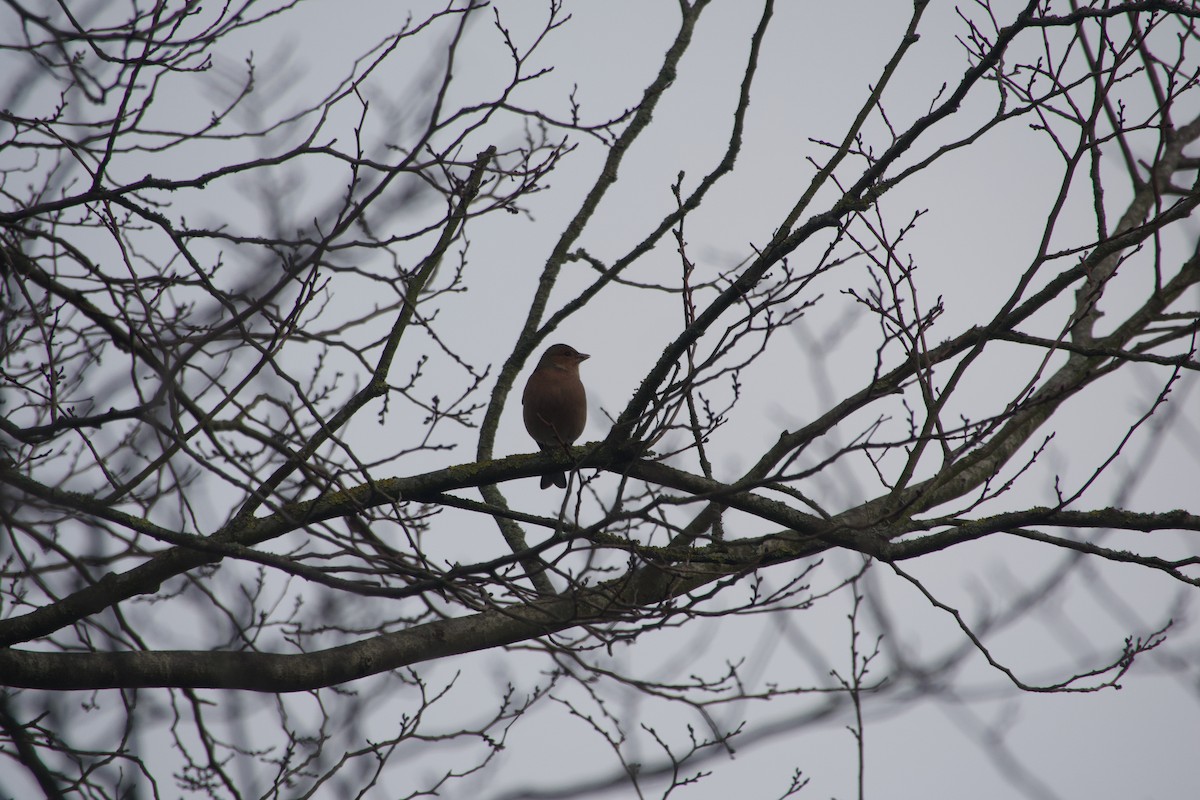 Common Chaffinch - ML649390403