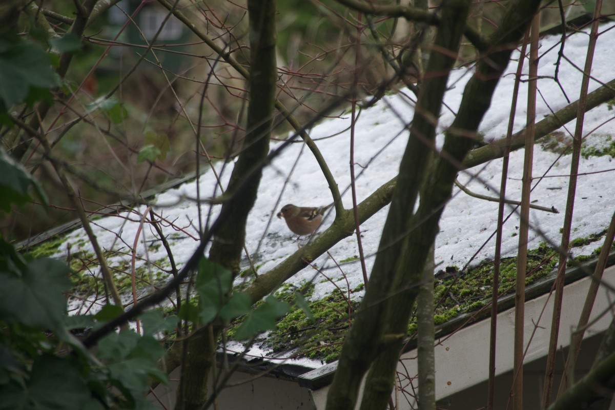 Common Chaffinch - ML649390405