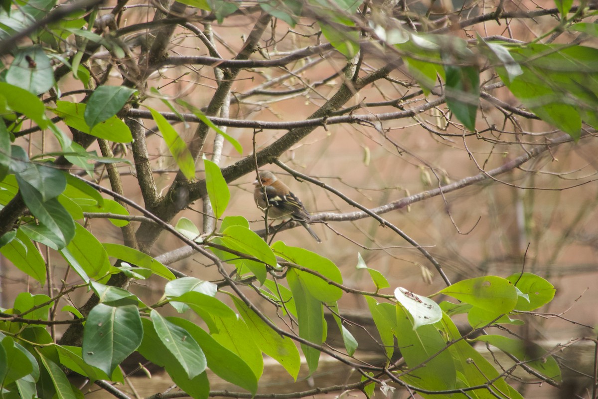 Common Chaffinch - ML649390406