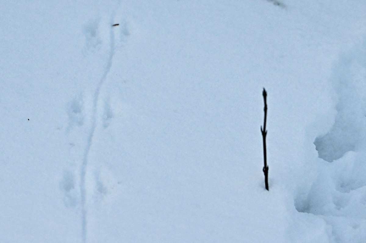 Western Deer Mouse - ML649390409