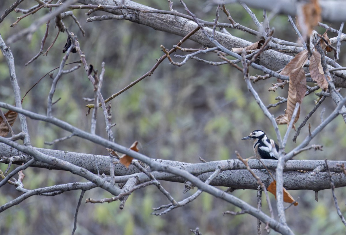 Great Spotted Woodpecker (Atlas) - ML649390450
