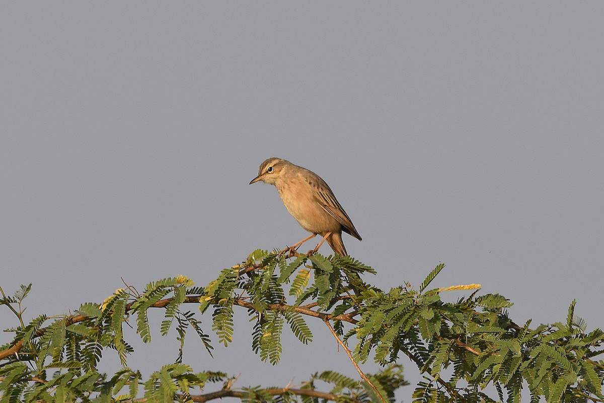 Long-billed Pipit - ML649390451