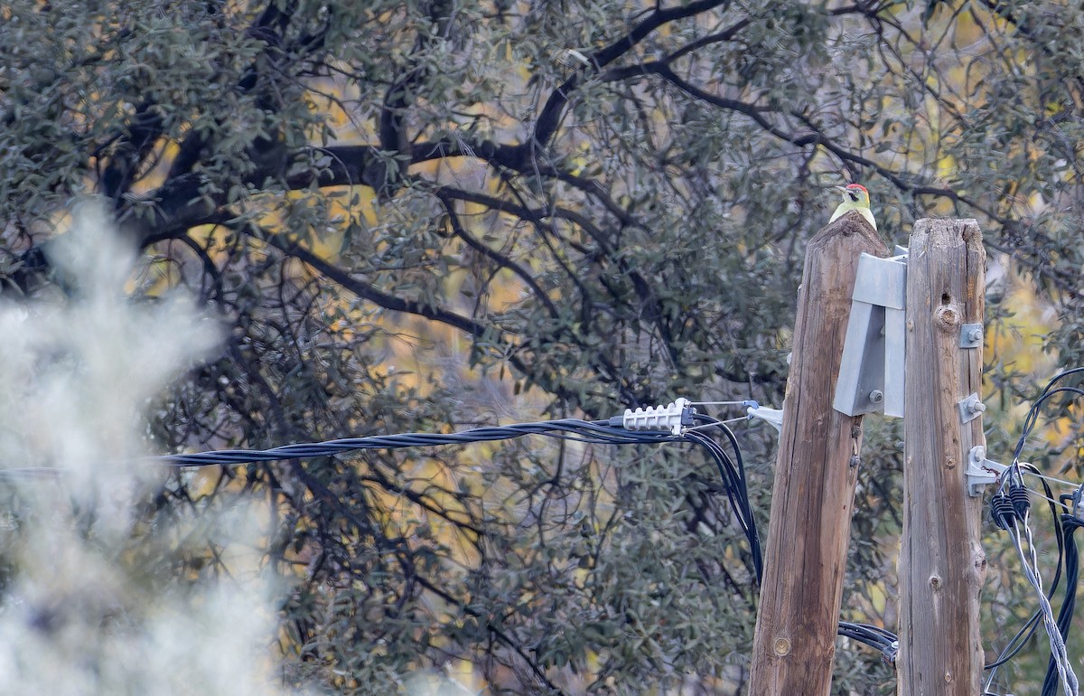 Levaillant's Woodpecker - ML649390487