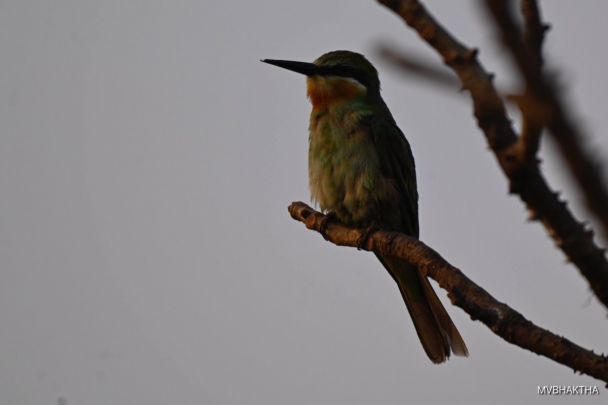 Erle-txori papargorria - ML649390527