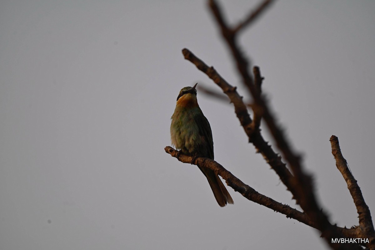 Erle-txori papargorria - ML649390528