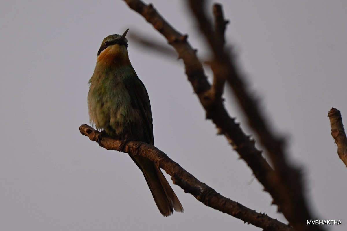 Erle-txori papargorria - ML649390529