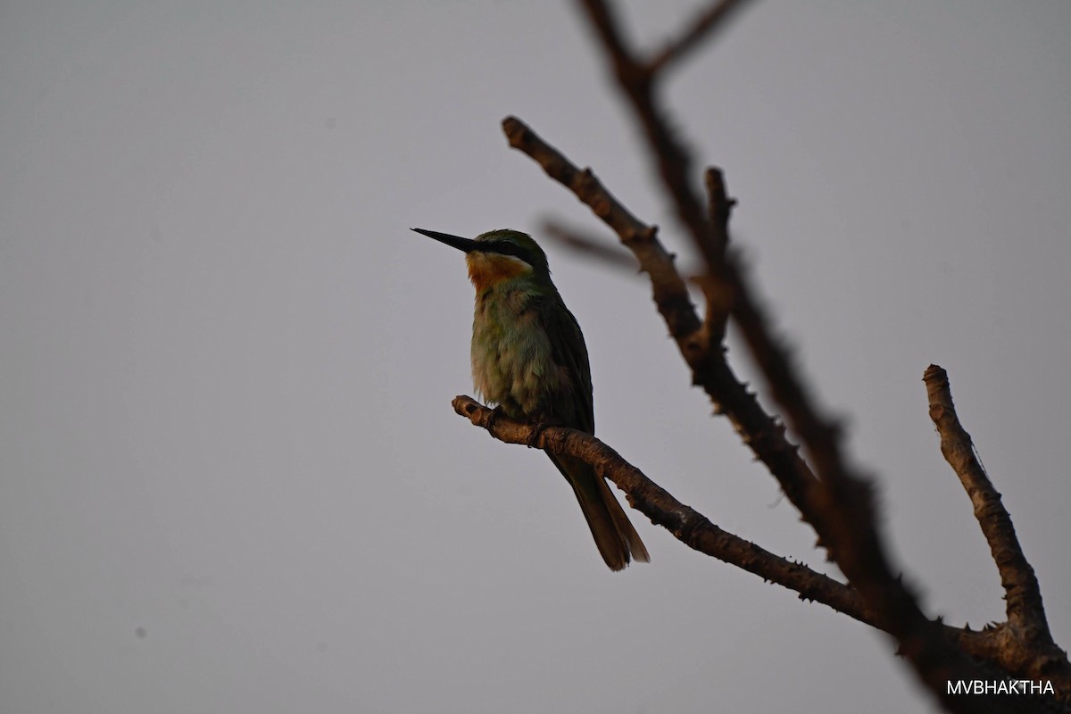 Erle-txori papargorria - ML649390530