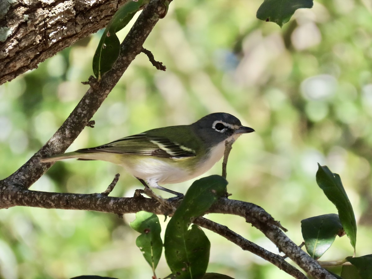 Graukopfvireo - ML649390611
