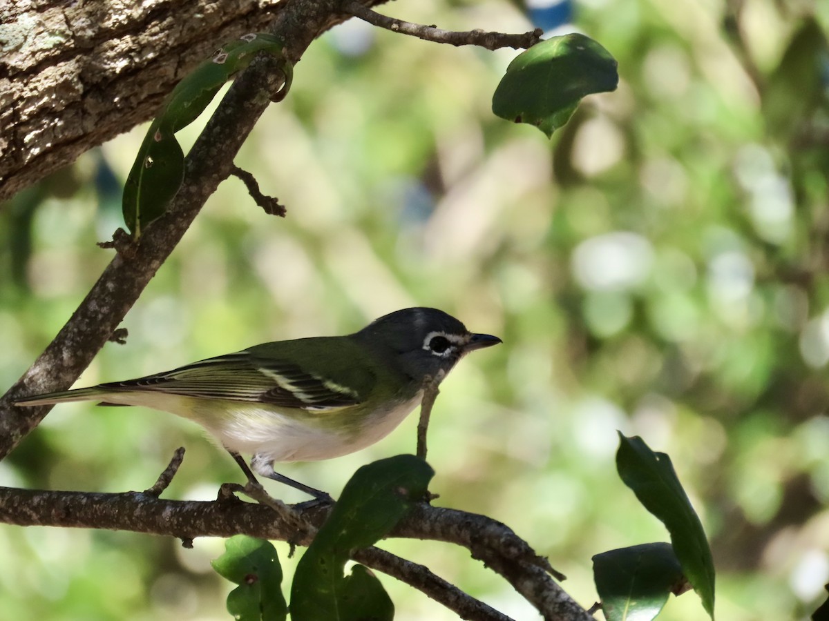Graukopfvireo - ML649390612