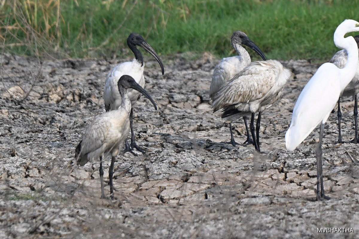 Ibis burubeltza - ML649390649