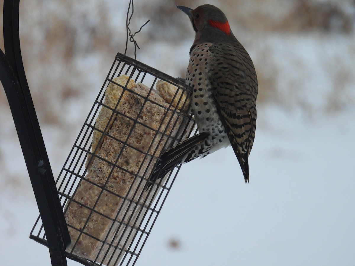 Northern Flicker (Yellow-shafted) - ML649390689
