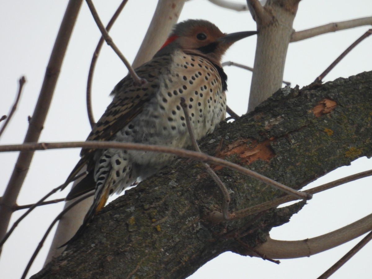 Northern Flicker (Yellow-shafted) - ML649390690