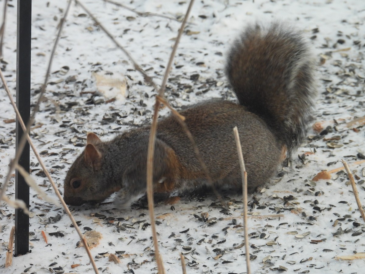 Scoiattolo grigio - ML649390727