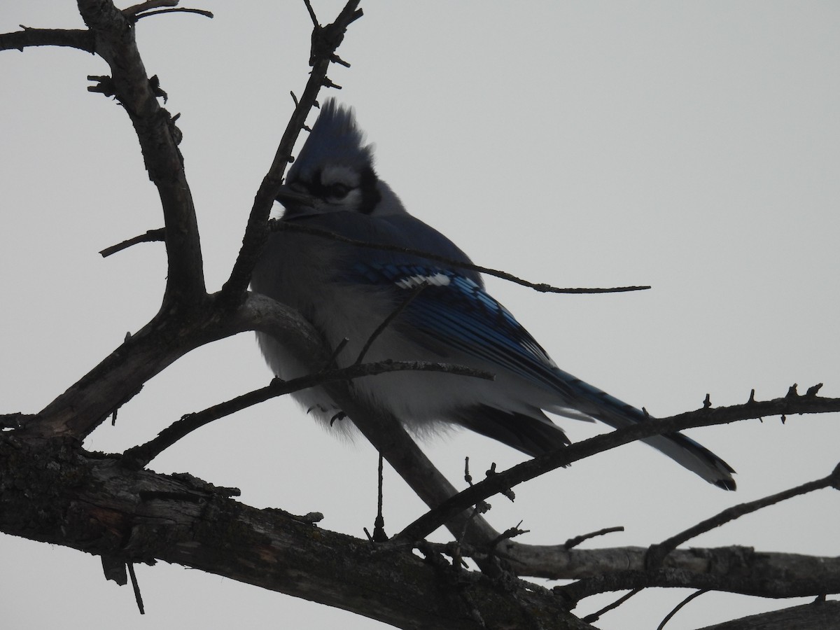 Blue Jay - ML649390748