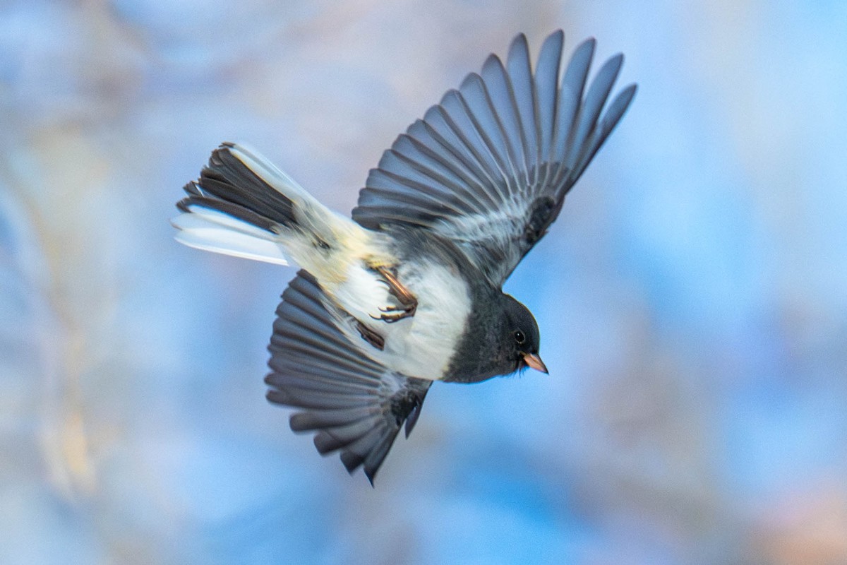 Winterammer - ML649390783