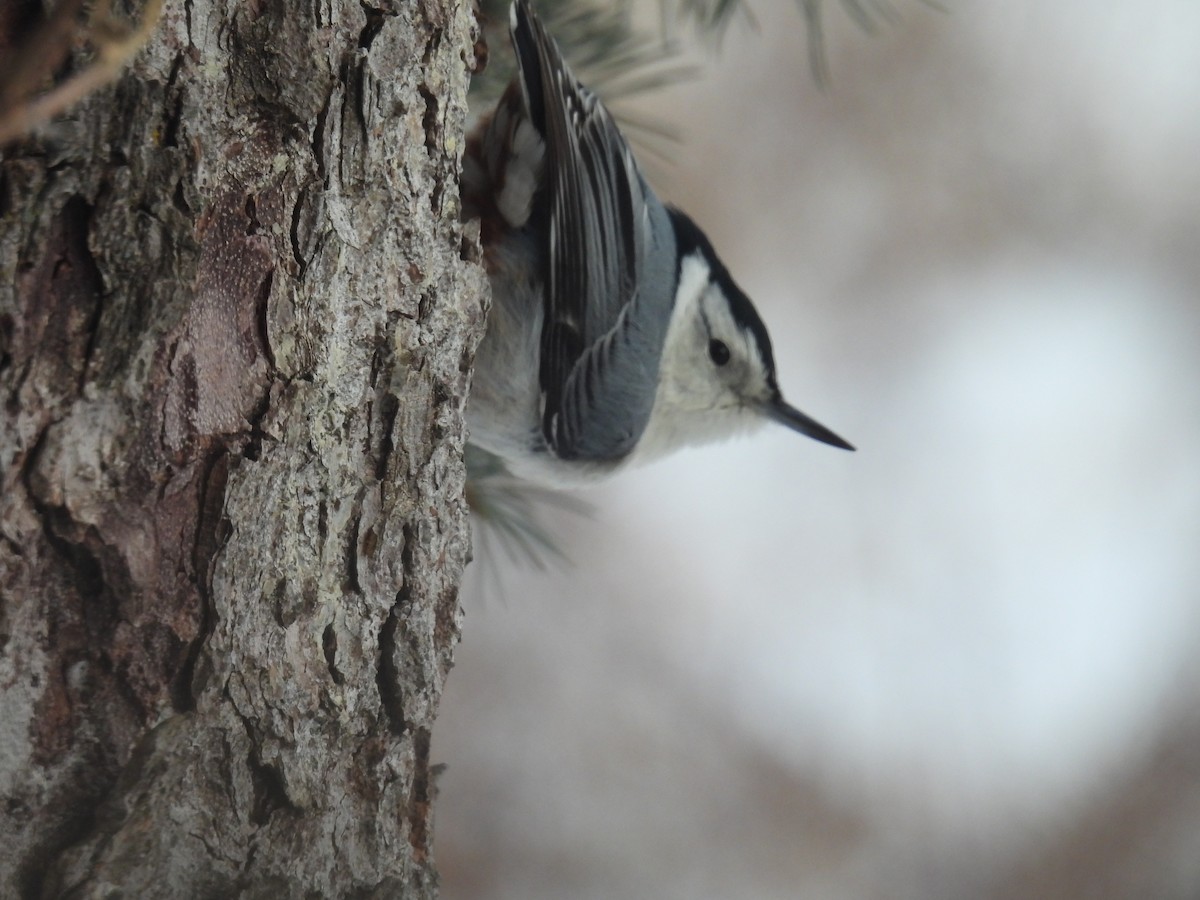 White-breasted Nuthatch (Eastern) - ML649390785