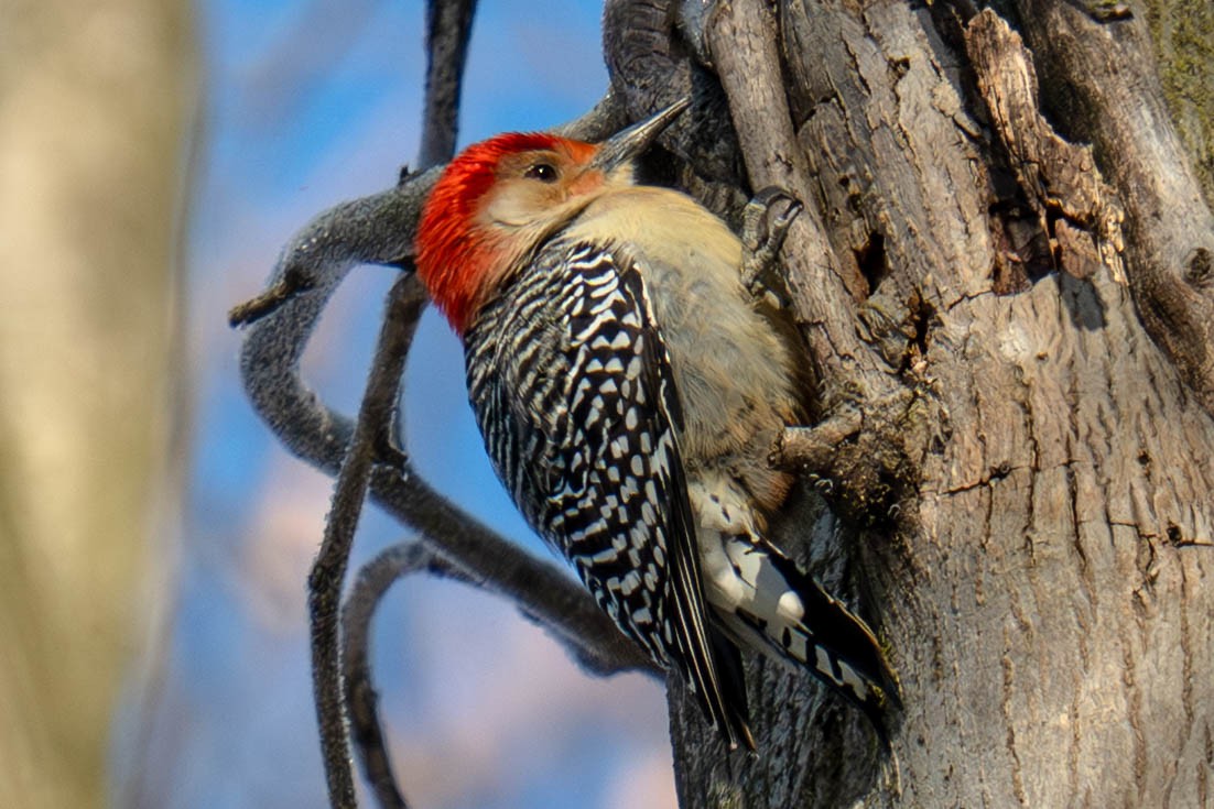 Carolinaspecht - ML649390793