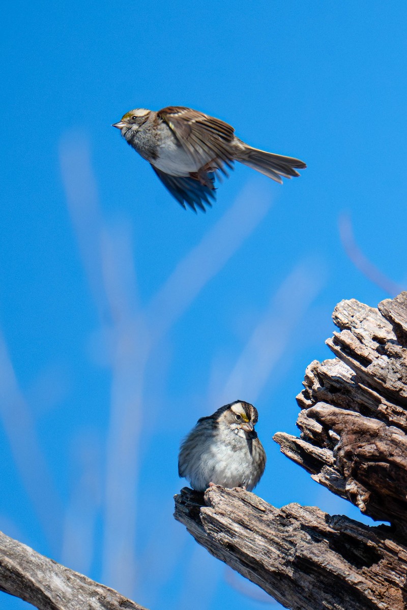 Weißkehlammer - ML649390806