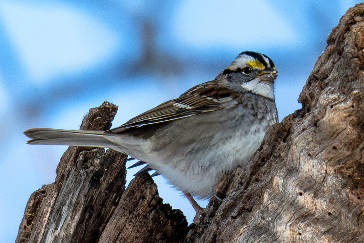 Weißkehlammer - ML649390807