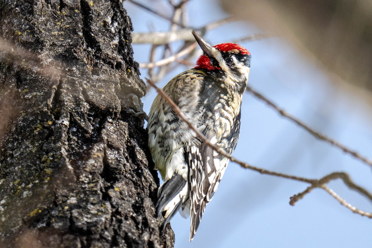 Gelbbauch-Saftlecker - ML649390814