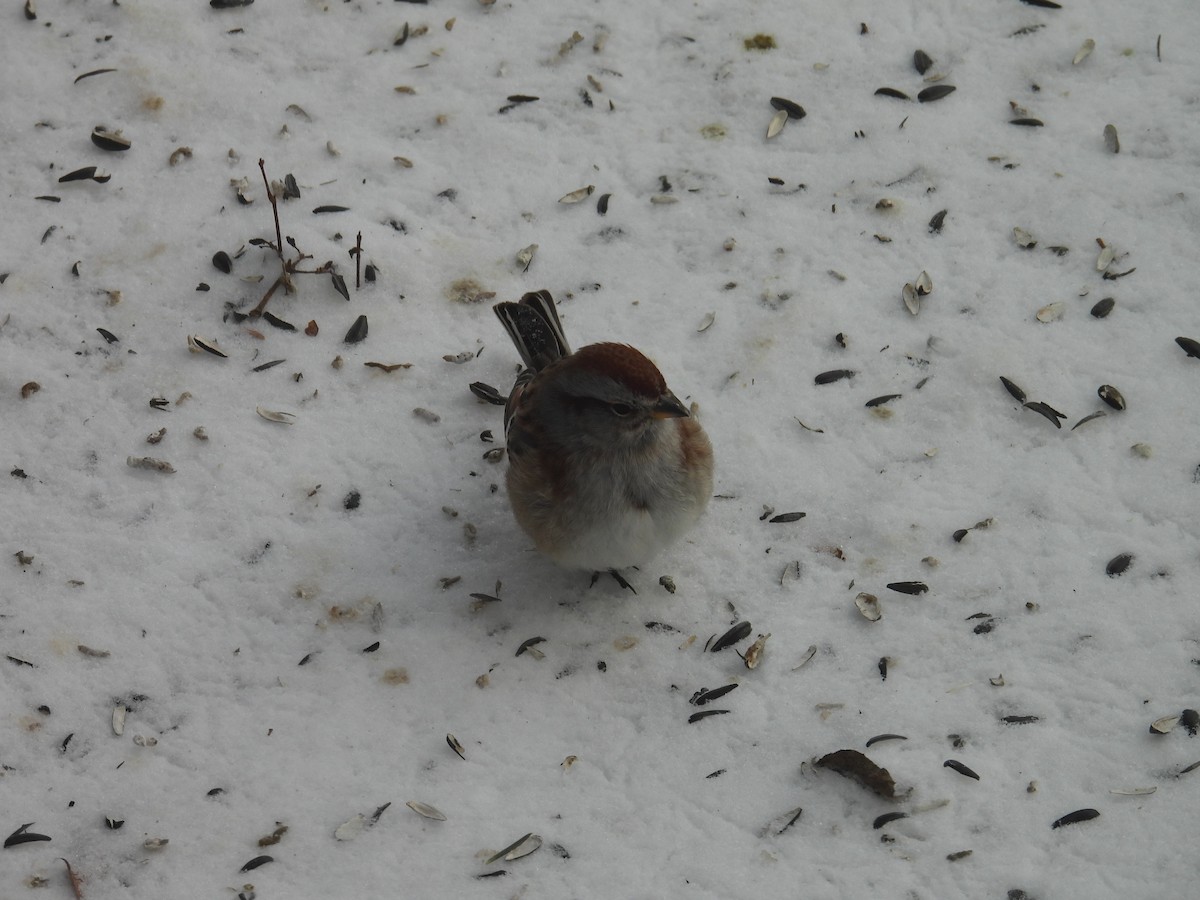 American Tree Sparrow - ML649390824