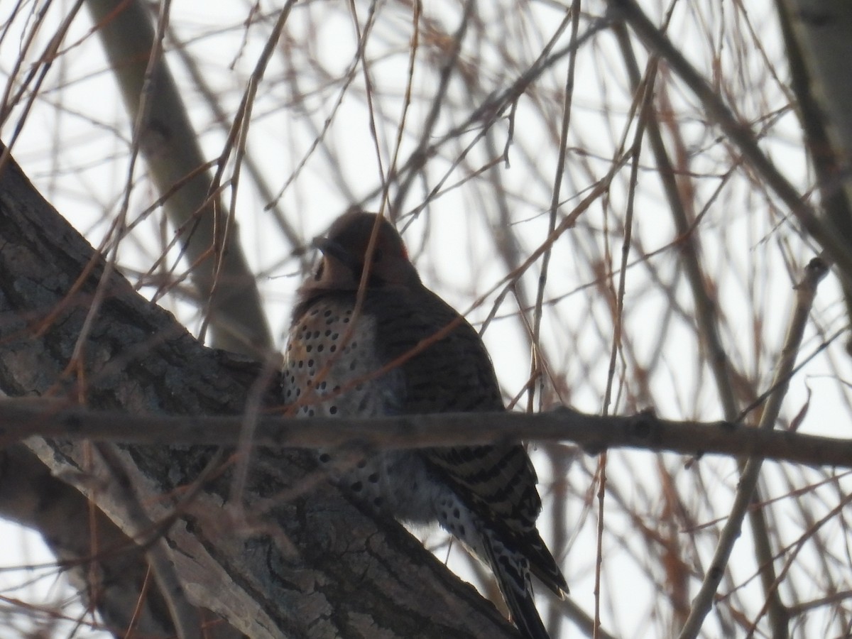 Northern Flicker - ML649390895