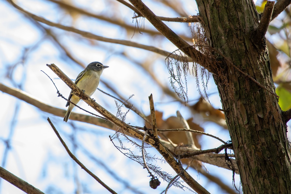 Graukopfvireo - ML649391279