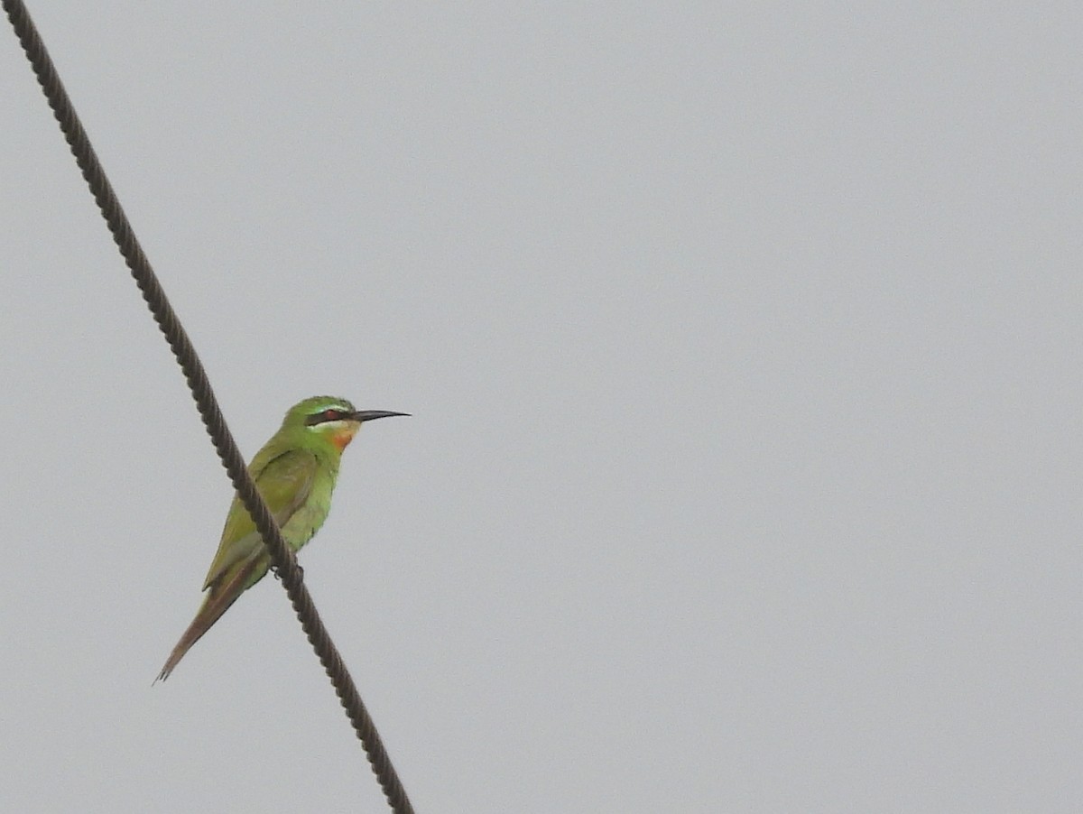 Erle-txori papargorria - ML649391399