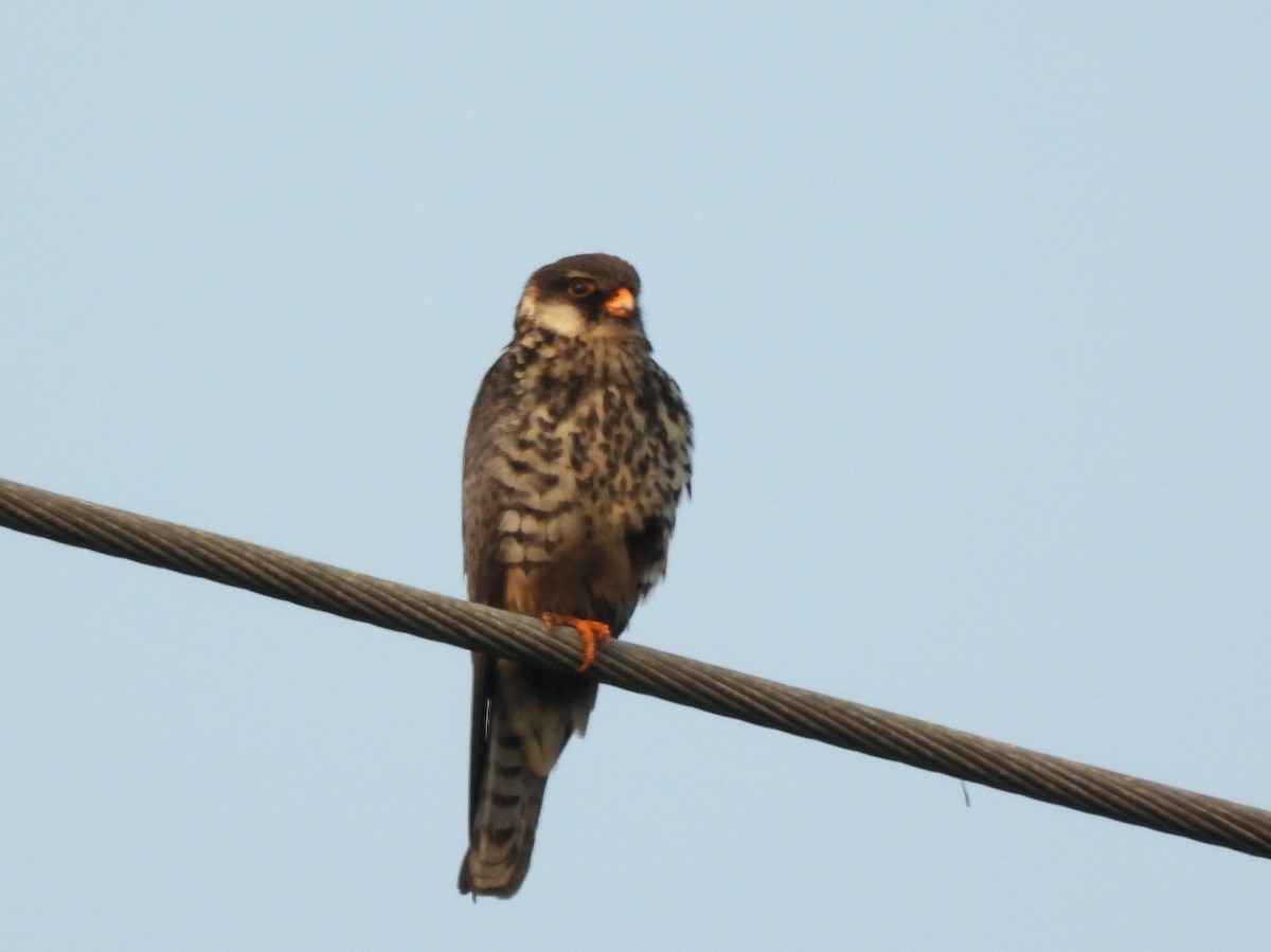 Belatz mantxuriarra - ML649391408