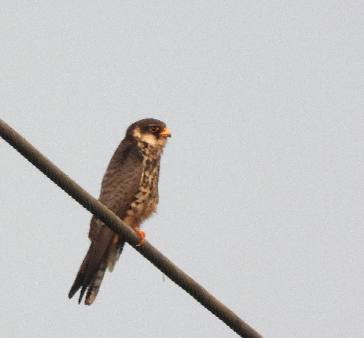 Belatz mantxuriarra - ML649391409