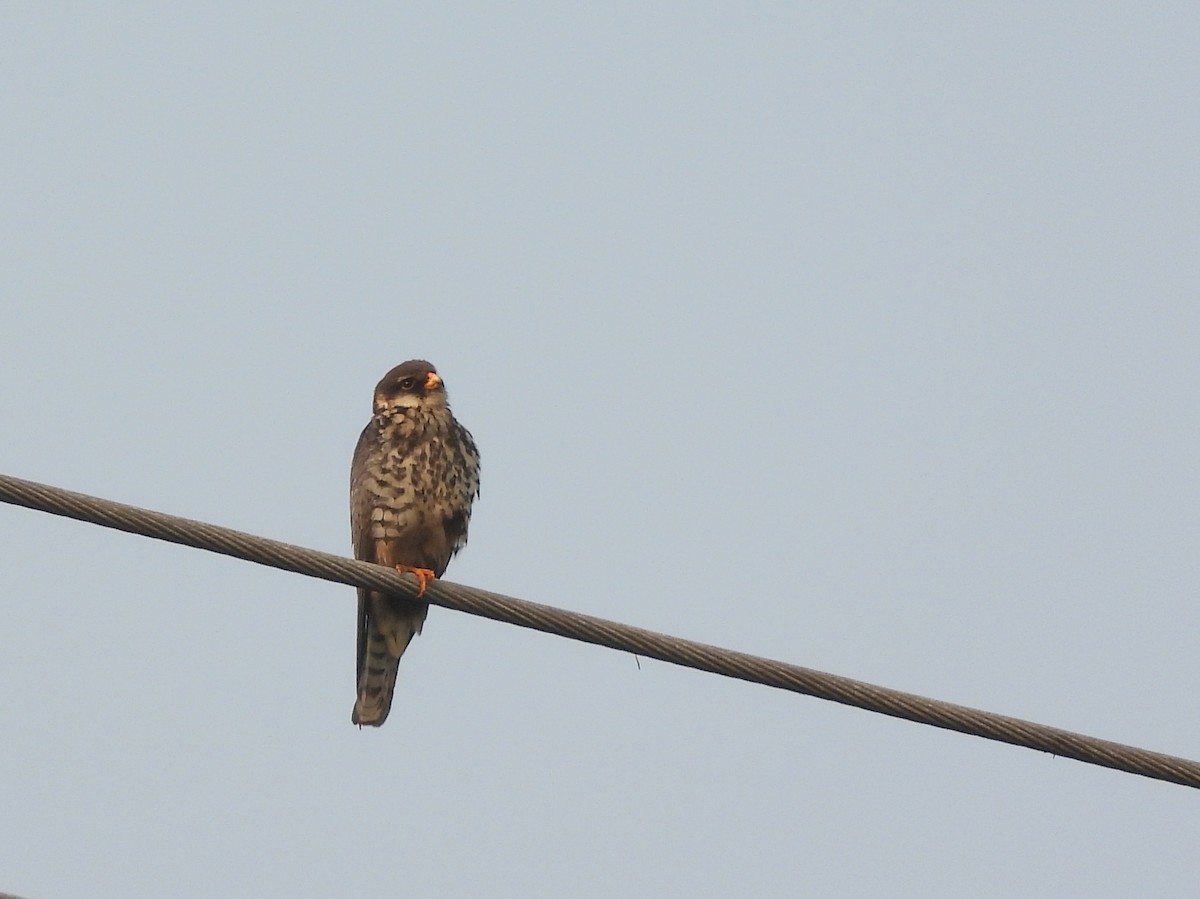 Belatz mantxuriarra - ML649391410