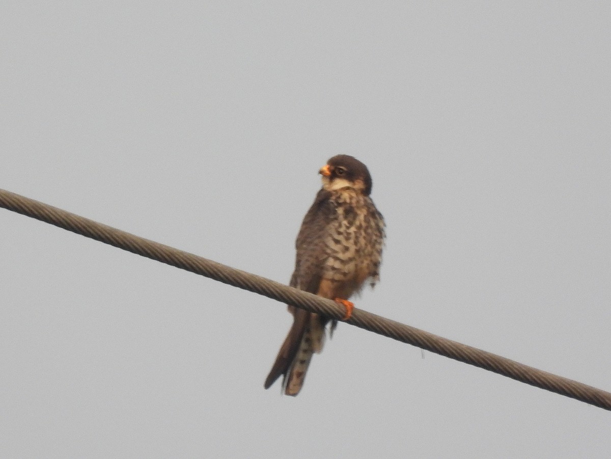 Belatz mantxuriarra - ML649391411