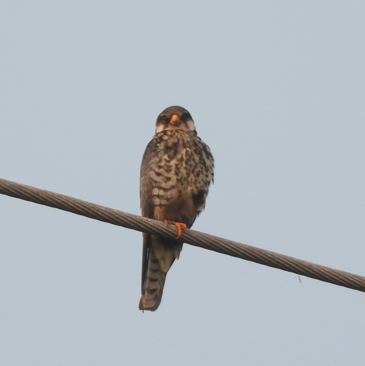 Belatz mantxuriarra - ML649391412