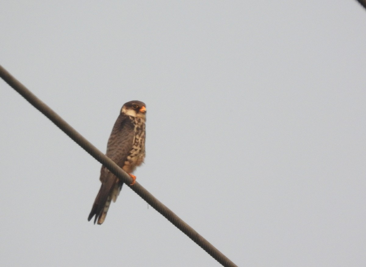 Belatz mantxuriarra - ML649391413