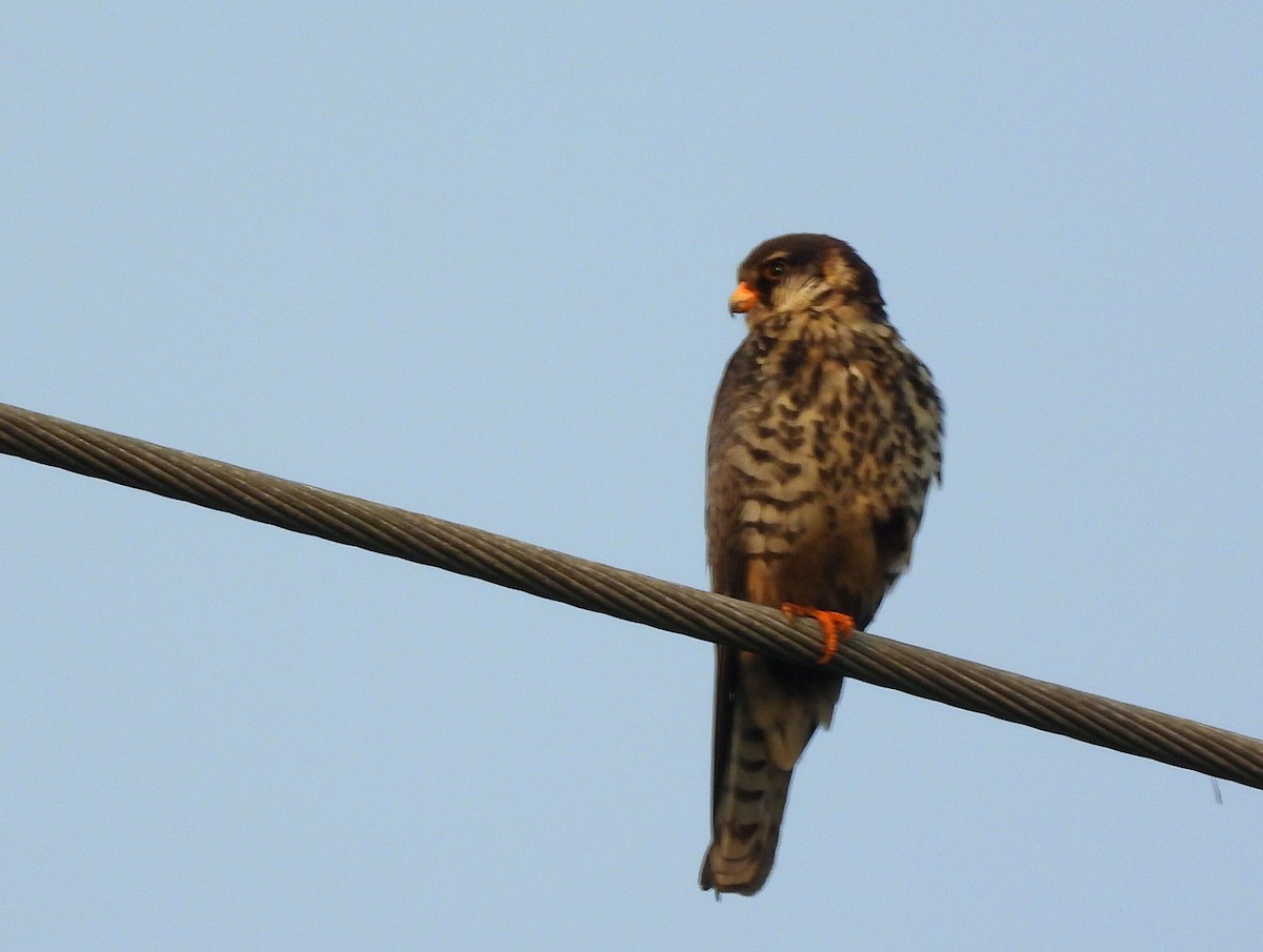 Belatz mantxuriarra - ML649391414