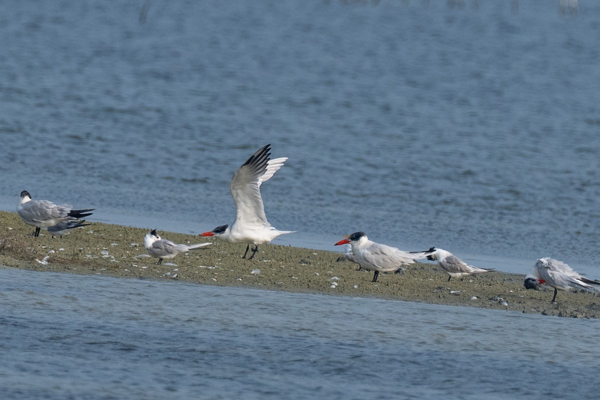 Caspian Tern - ML649391465