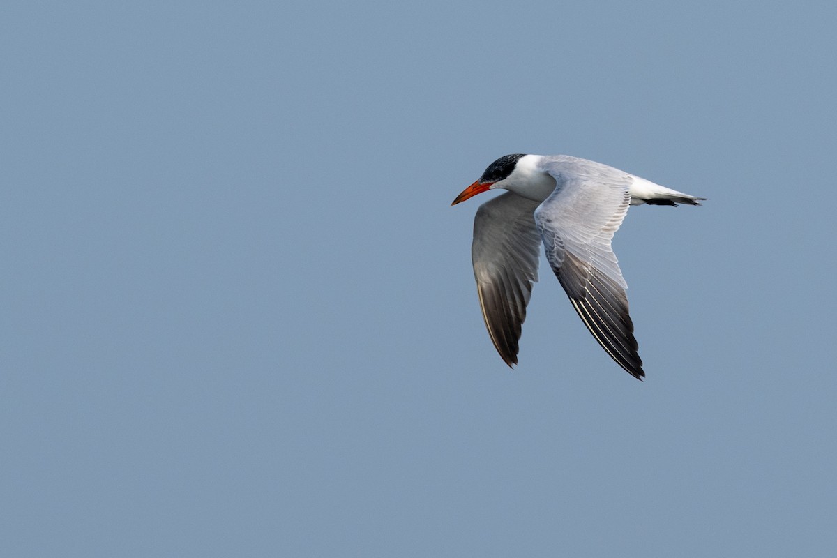 Caspian Tern - ML649391466