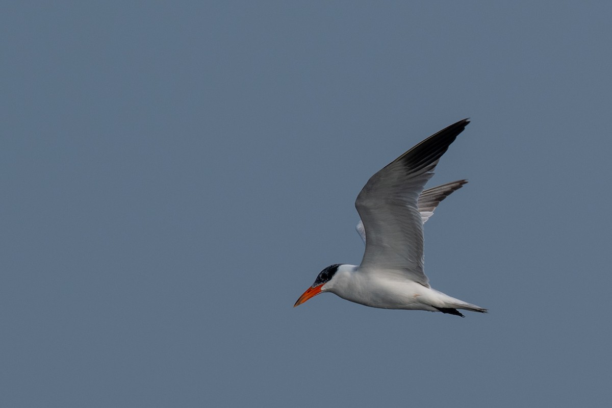 Caspian Tern - ML649391467