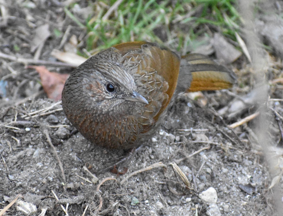 Yağmurlu Gevezeardıç - ML649391941