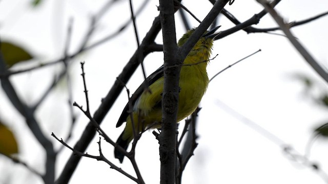 Common Iora - ML649392020