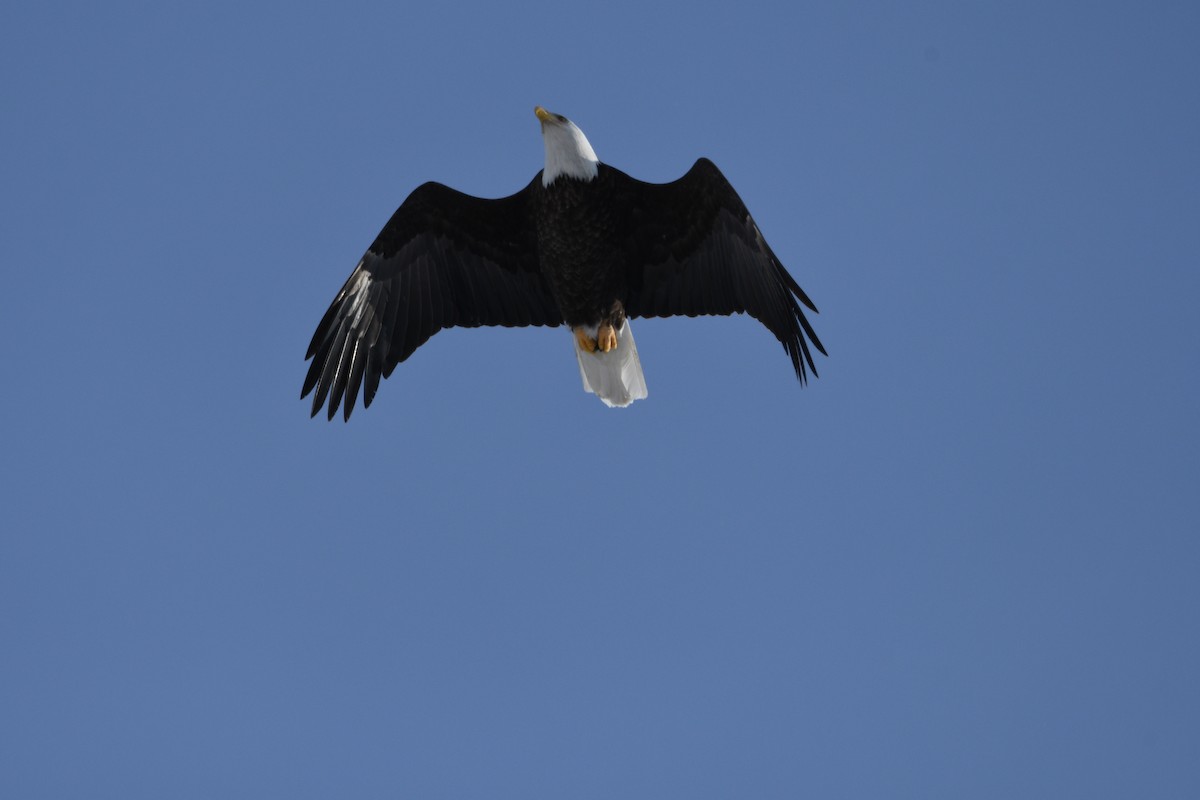 Weißkopf-Seeadler - ML649392542